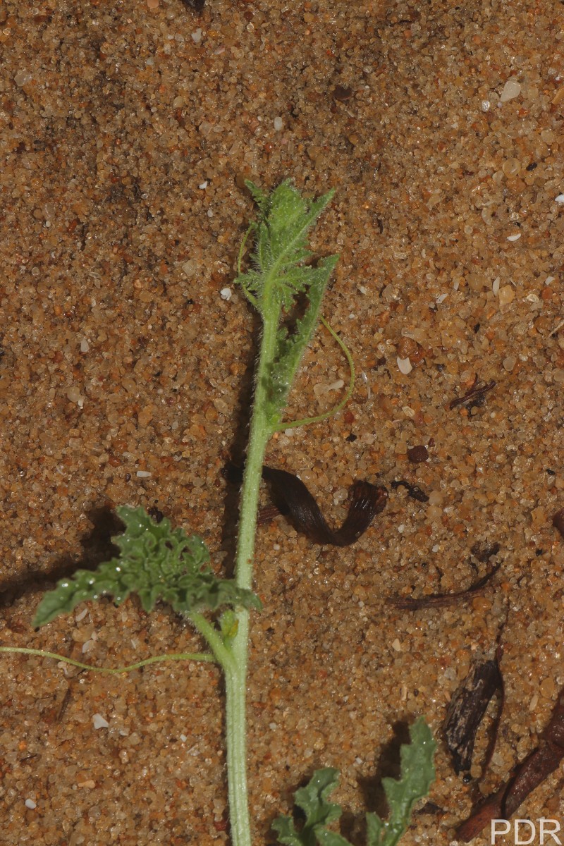 Citrullus colocynthis (L.) Schrad.
